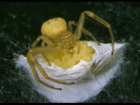 Analisi su me un verme ed enterobioz Come imparare se cè su un organismo un parassita