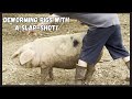 How To Worm Your Pigs The Easy Way With A Slap Shot Treats Mites Lice Parasites
