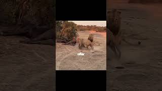 2 Lions Takeover a Pride in South Africa!