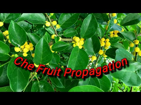 The BEST and EASIEST Way to Propagate Che Fruit