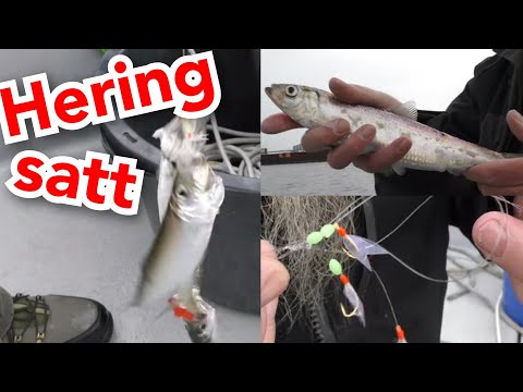 OMG - Hering satt - es geht schon wieder los! - 2024 - ANGLERSCHWATZ