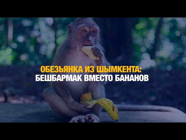 Шымкентская обезьянка понимает по-казахски и любит бешбармак
