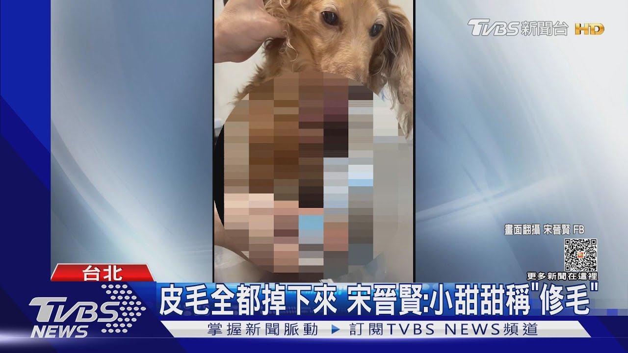 小甜甜遭前夫控虐狗！宋晉賢PO狗傷影片　獨家訪問：「平常她都不遛狗」