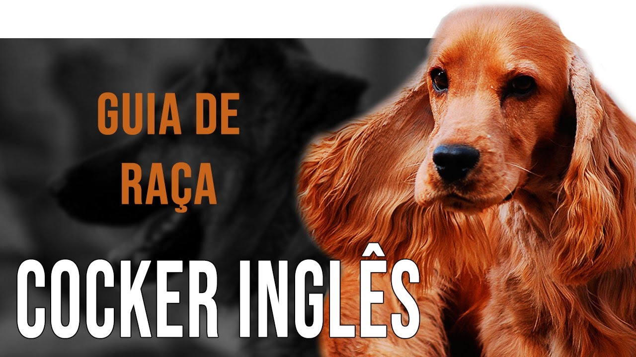 COCKER SPANIEL INGLÊS - Tudo sobre a raça