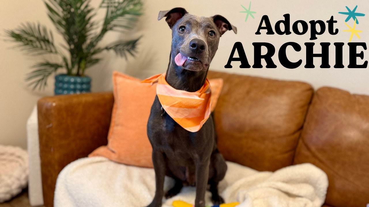 Enlarge Archie Pocket Size Pal, a Adoptable mixed breed in Friendswood, TX video 6/6