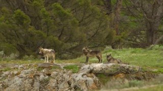 Yellowstone Wolves