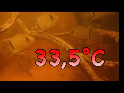 EXTREME Temperaturen am Atabapo - JBL Expedition Kolumbien 2022 - Teil 4