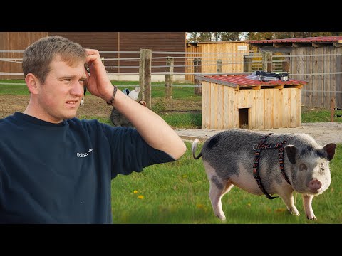 Die SCHWEINE müssen UMZIEHEN 🐷