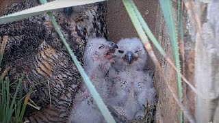 Sleepy Afternoon For Owlets At Wildflower Center Great Horned Owl Nest – April 16, 2024