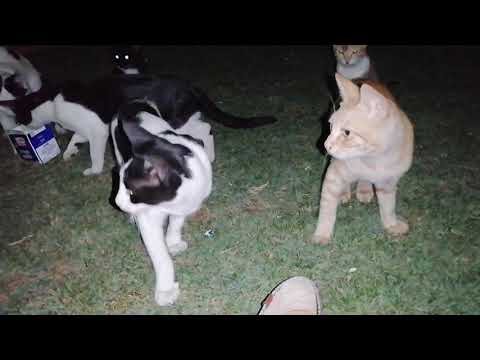 Attack of a group of stray Cats at Kuwait Garden || Javed at Kuwait Garden