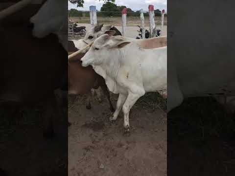 Gado de recria em Jurema-PE