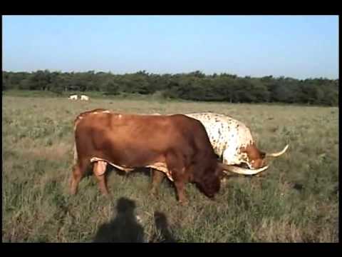 Semkin Texas Longhorns Ranch Tour Video 2010 Clip 5