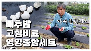 배추농사 잘 짓고 싶으면 지금 배추밭에도 고형비료 사용하세요!