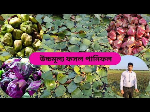 উচ্চমূল্য ফসল পানিফল ।