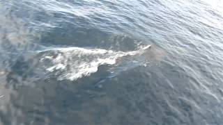 Dolphin Escort in Oz
