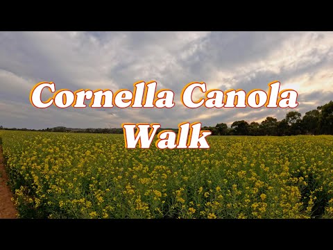 Cornella Canola Walk |  A Hidden Gem 2 hours away from Melbourne CBD