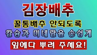 [텃밭농부. 1,273]  꿀통배추 안되도록 칼슘 미네랄을 손쉽게 공급 해 주는 방법. #김장배추 #배추재배…