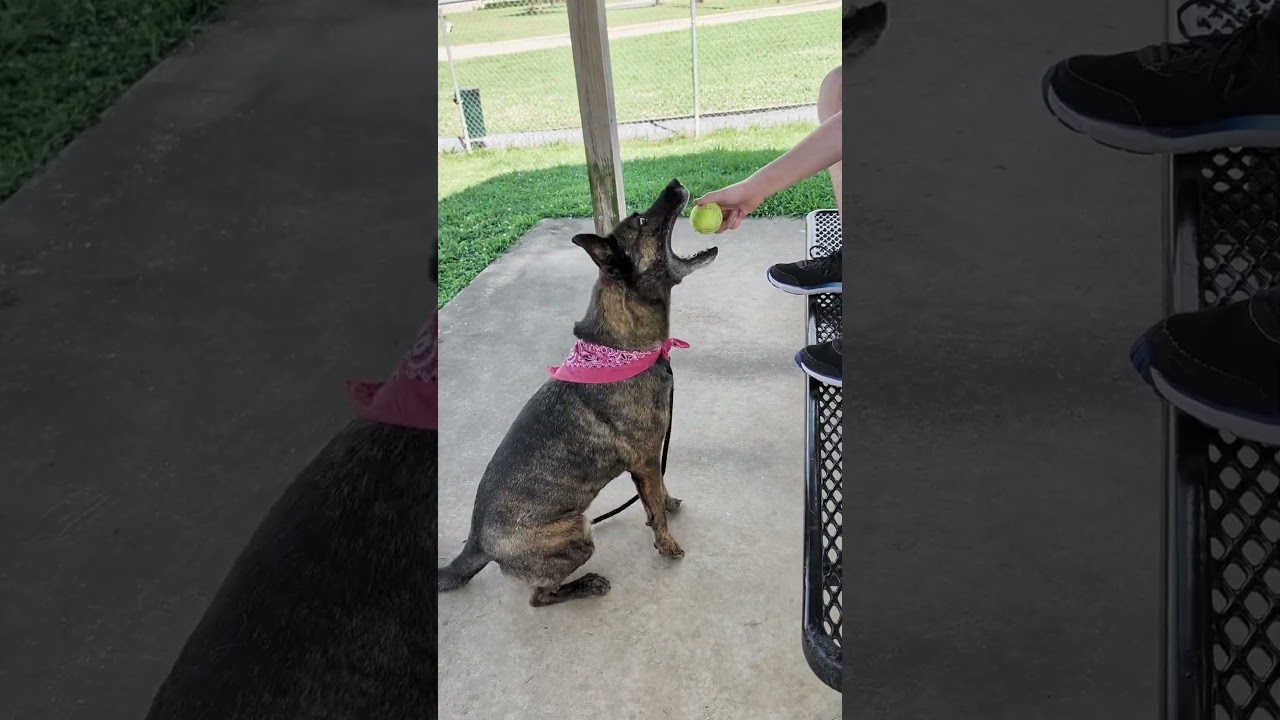 Cadet Kelly, a Adoptable Mixed Breed in Columbiana, AL video 6/6