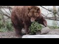 Detroit Zoo Green Day 2019 Grizzly Bears