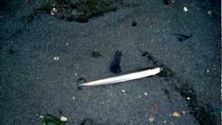 Forage Fish On Fox Island......Sardine Family?