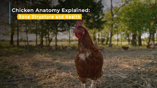 Chicken Anatomy Explained: Bone Structure and Health