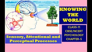 CLASS-11, PSYCHOLOGY, CHAPTER-5, KNOWING THE WORLD. Sensory, Attentional and Perceptual Processes.
