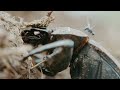 Sexton Ming and Billy Childish - Lovely Jubbly the Dung Beetle