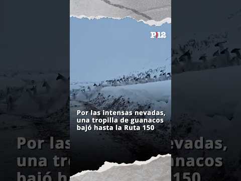 😍 Por las intensas nevadas, una tropilla de guanacos bajó hasta la Ruta 150