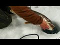 Video Thumbnail for Huge lake trout + insane Burbot action!