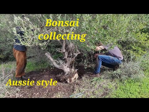 Bonsai Collecting With South Australian Bonsai Club