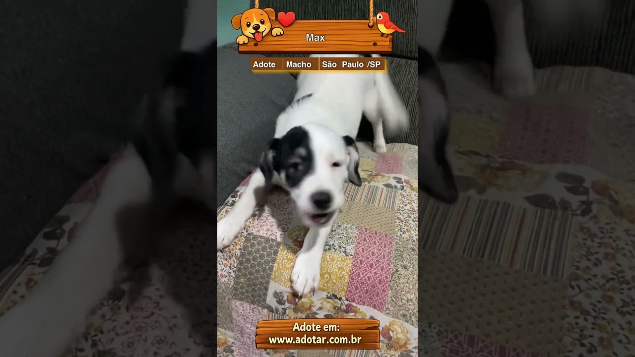 Cachorro raça SRD-ViraLata idade 2 a 6 meses nome Max