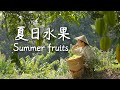 Summer In Yunnan Endless Fruit To Pick Endless Joy How Could I Not Love My Hometown 滇西小哥