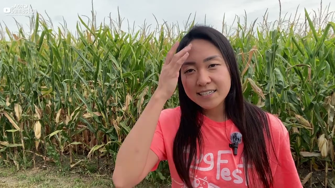 Safra soja/milho 2024 - 09 de Setembro - tempo seco no enchimento de grãos