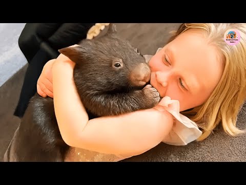 Ashley Found Stormmy the Wombat After the Fire and He Never Left Her Side