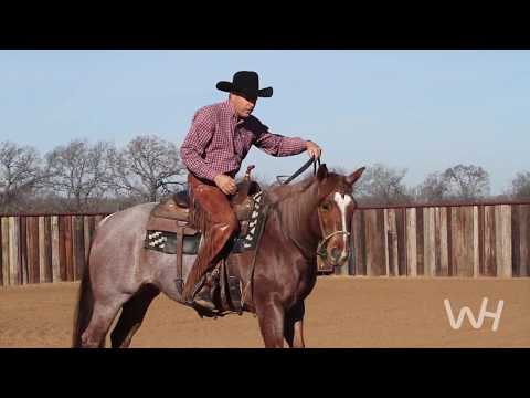Bit Basics with Richard Winters: The Loping Hackamore