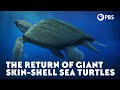 The Return of Giant Skin-Shell Sea Turtles