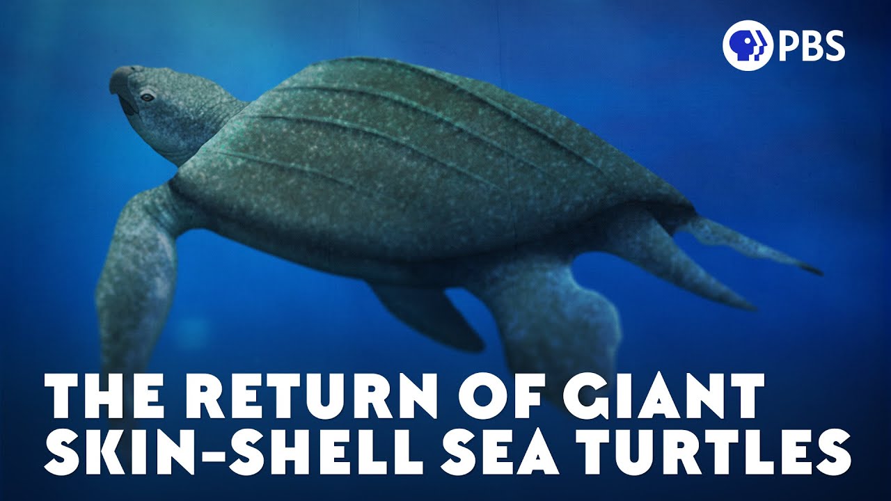 What caused Archelon to become extinct?