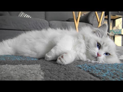 Lazy Ragdoll Kitten