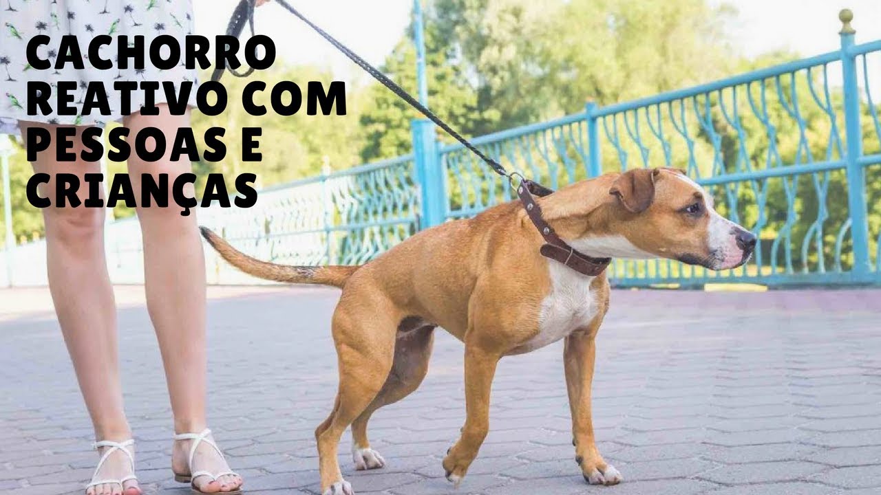 Cachorro reativo à crianças e pessoas: como evoluir no treinamento