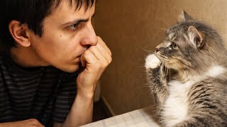 When Your Cat Mimics You Perfectly 😂 Funny Cats and Humans