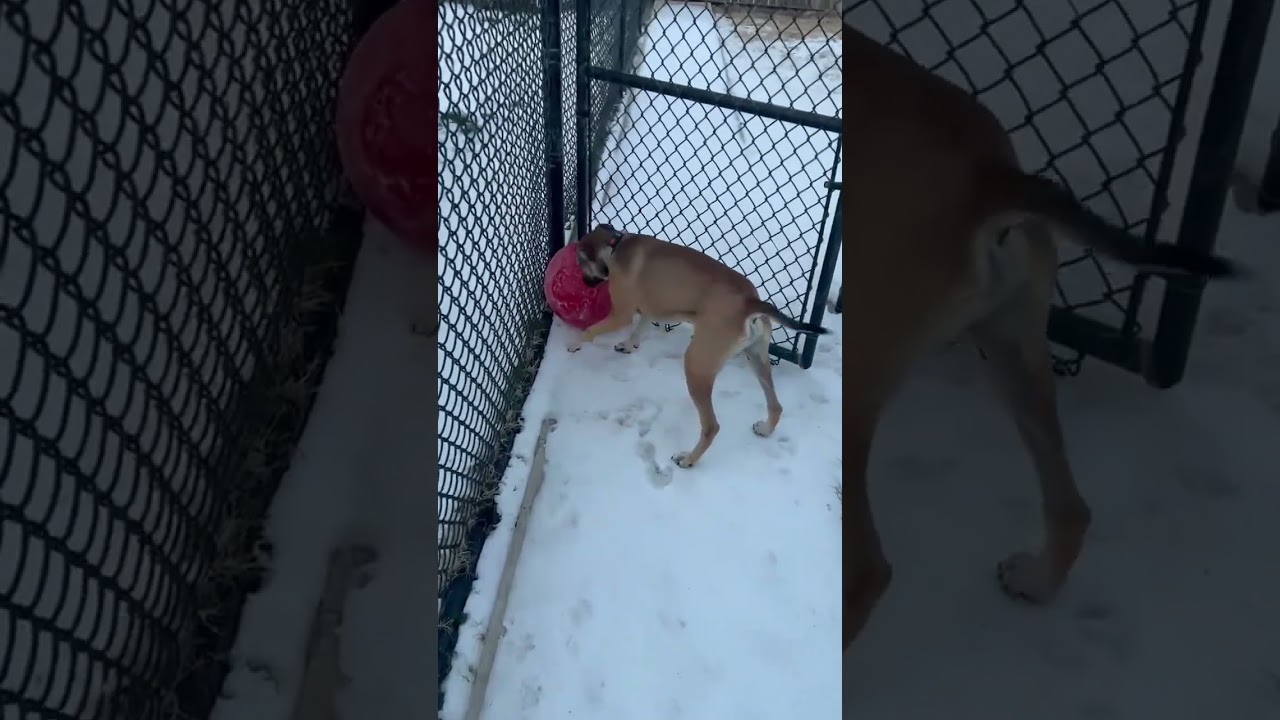 Enlarge Uno, an adoptable mixed breed in The Colony, TX video 6/6