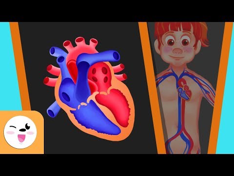Circulatory system - English ESL video lesson