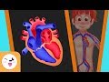 The Circulatory System In The Human Body For Kids Smile And Learn