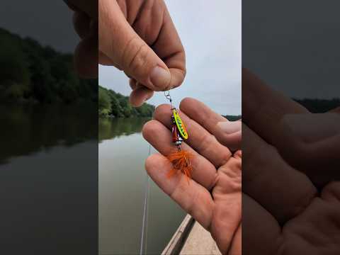 Catching a Yellow Perch with Strike Pro Jingle Bell 1/8 oz. Spinner fishing lure | ASMR #fishing