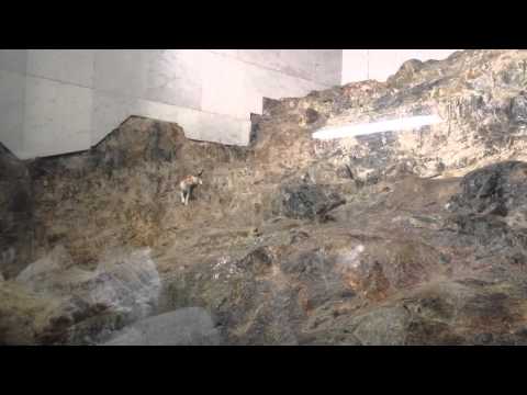 A cat walks atop Mount Safa inside the Grand Masjid in Makkah.