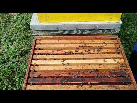 Najveća greška koju prave pčelarke i pčelari