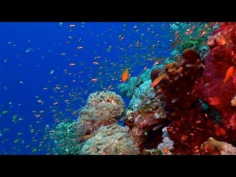 Abu Dabab - Aquarium, Giant Turtle, Marsa Alam, Abu Dabbab (Marsa Alam),Ägypten