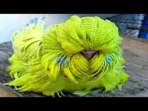 Les 10 perroquets les plus bizarres et uniques au monde | lama faché