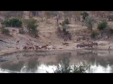Djuma: Kudus and Impalas - 08:35 - 07/23/20