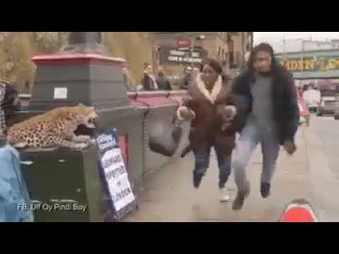 Pegadinha do Leopardo, essa é antiga, mas continua engraçada hahaha!